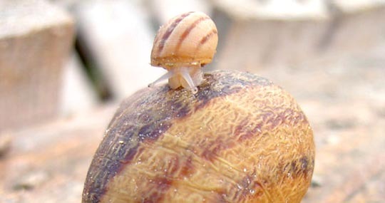 ESCARGOT DES MURAILLES