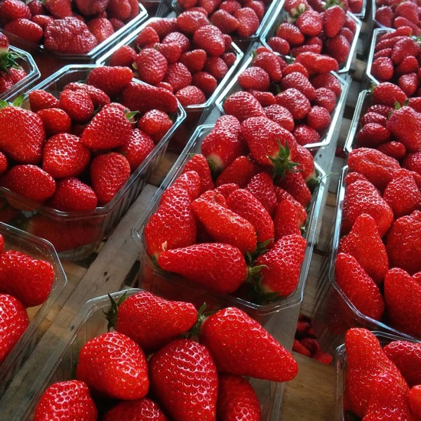 Brivary Pierre Antoine / Les vergers d'Ornon